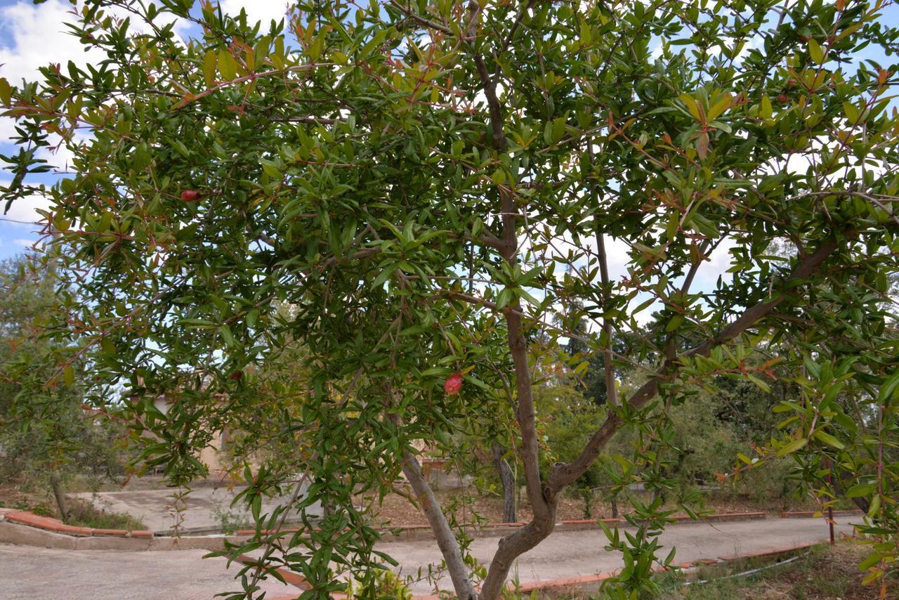 B&B Lara Santola Corato Extérieur photo